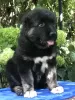 Additional photos: Caucasian Shepherd puppies. KSU.