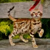 Photo №1. bengal cat - for sale in the city of Lasino | negotiated | Announcement № 108918