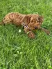 Additional photos: Puppy toy poodle redbrown