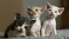 Photo №1. devon rex - for sale in the city of Rovaniemi | Is free | Announcement № 129124