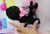 Photo №2 to announcement № 126876 for the sale of poodle (toy) - buy in Portugal 