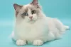 Photo №1. ragdoll - for sale in the city of Пютте | Is free | Announcement № 128939