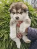 Photo №2 to announcement № 88443 for the sale of alaskan malamute - buy in Slovenia private announcement