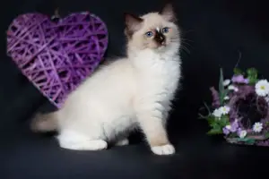 Photo №3. Ragdoll kittens. Belarus