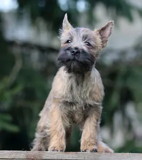 Photo №3. Girls Cairn Terrier. Russian Federation