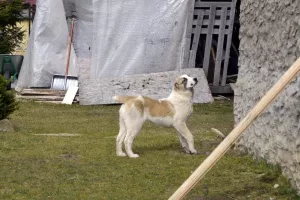 Additional photos: Sale of puppies of the Central Asian Shepherd Dog (Alabai).