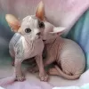 Photo №1. sphynx cat - for sale in the city of Waterloo | Is free | Announcement № 128857