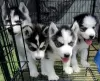 Photo №3. Akc Pure Breed Siberian Husky Puppies. Finland