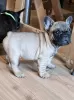 Photo №4. I will sell french bulldog in the city of Smederevo. breeder - price - negotiated