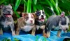 Photo №1. american bully - for sale in the city of Dettenheim | negotiated | Announcement № 52290