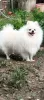 Additional photos: Pomeranian puppy vaiber 37368216573