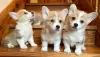 Photo №1. welsh corgi - for sale in the city of Munich | negotiated | Announcement № 32222