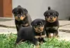 Photo №1. rottweiler - for sale in the city of Garmisch-Partenkirchen | Is free | Announcement № 130317