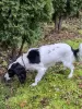 Photo №3. A young beautiful spaniel mix Knopa is looking for a home and family.. Russian Federation