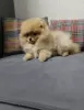 Additional photos: Pomeranian puppies