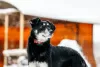 Photo №2 to announcement № 23651 for the sale of non-pedigree dogs - buy in Russian Federation private announcement