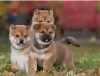 Photo №1. shiba inu - for sale in the city of Ceske Budejovice | negotiated | Announcement № 97849