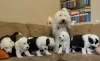 Additional photos: The Old English Sheepdog puppies