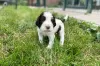 Photo №2 to announcement № 57517 for the sale of english springer spaniel - buy in Slovakia breeder