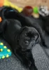 Photo №4. I will sell cane corso in the city of Vilnius. private announcement - price - 370$