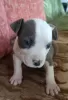 Photo №2 to announcement № 103917 for the sale of staffordshire bull terrier - buy in Serbia 