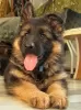 Photo №4. I will sell german shepherd in the city of Kiev. from nursery - price - 600$