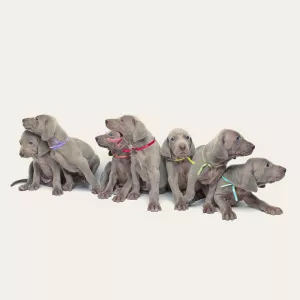 Photo №1. weimaraner - for sale in the city of Krasnodar | 536$ | Announcement № 6190