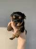 Additional photos: Yorkshire terrier puppies