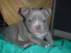 Additional photos: AMERICAN BULLY POCKET