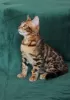 Photo №2 to announcement № 40304 for the sale of bengal cat - buy in Ukraine from nursery, breeder