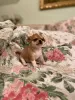 Additional photos: Chihuahua puppy