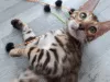 Additional photos: Bengal cat J1