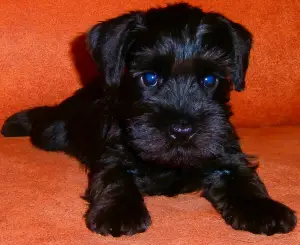 Photo №2 to announcement № 454 for the sale of schnauzer - buy in Russian Federation breeder