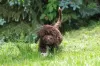 Additional photos: Lagotto Romagnolo puppies