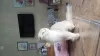 Photo №4. I will sell scottish fold in the city of Omsk. from nursery - price - 586$