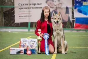 Additional photos: Czechoslovakian wolfdog puppies