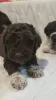 Additional photos: Lagotto Romagnolo puppies