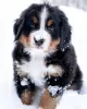 Photo №2 to announcement № 130508 for the sale of bernese mountain dog - buy in United States private announcement