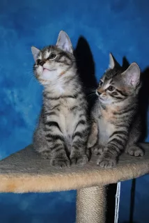 Additional photos: Available to reserve Kurilian Bobtail kittens