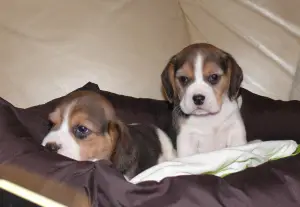 Photo №3. beagle puppies. Russian Federation