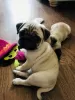 Photo №3. Adorable Pug puppies. United Kingdom