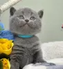 Photo №2 to announcement № 118027 for the sale of british shorthair - buy in United States private announcement