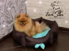 Additional photos: Amazing pomeranian! Fast delivery! guarantee small size.