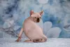 Photo №2 to announcement № 66949 for the sale of sphynx-katze - buy in Russian Federation from nursery