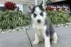 Photo №1. siberian husky - for sale in the city of Varmaland | negotiated | Announcement № 73338