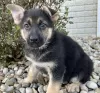 Photo №1. german shepherd - for sale in the city of Vilnius | negotiated | Announcement № 91644