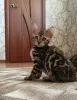 Photo №1. bengal cat - for sale in the city of Armavir | 411$ | Announcement № 11055