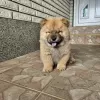 Additional photos: Male chow chow