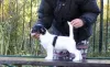 Photo №3. Jack Russell Terrier puppy. Russian Federation