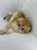 Additional photos: Scottish fold golden kitten